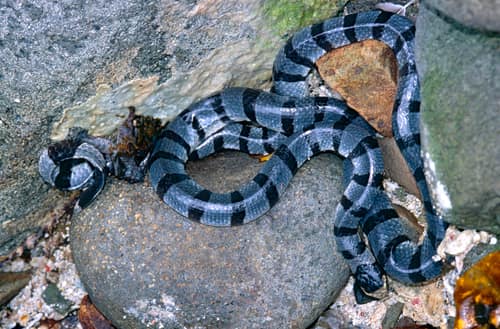 Banded Sea Snake reference