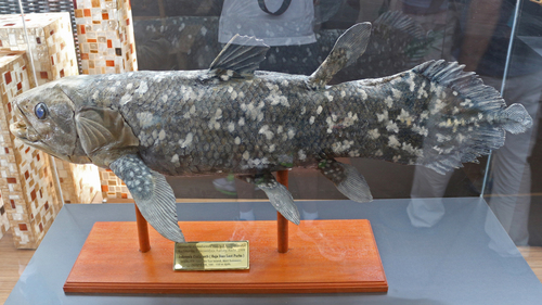 Indonesian Coelacanth reference