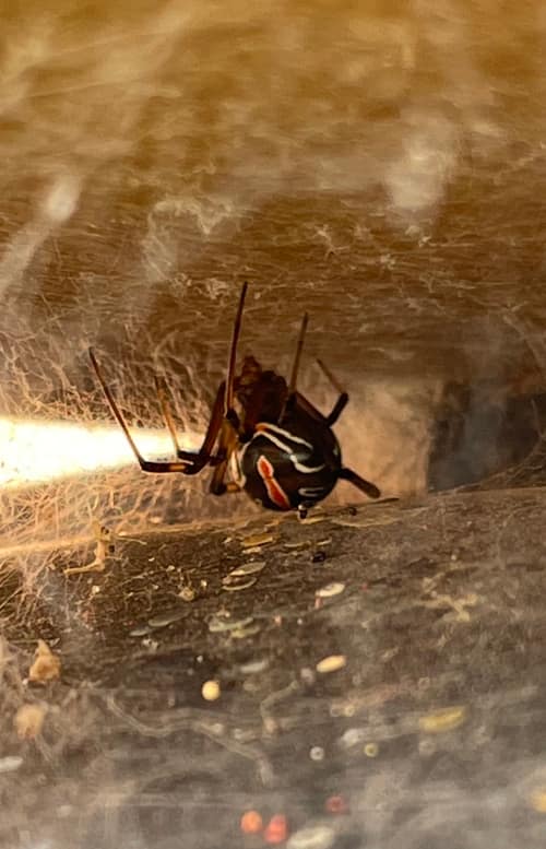Western Black Widow reference