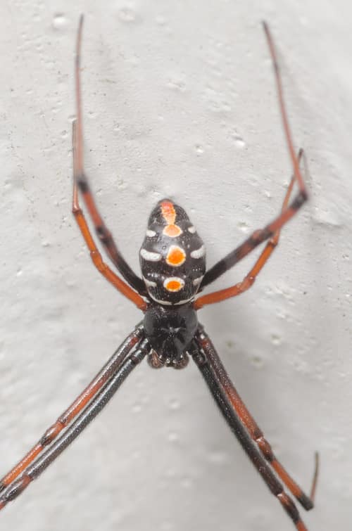 Southern Black Widow reference
