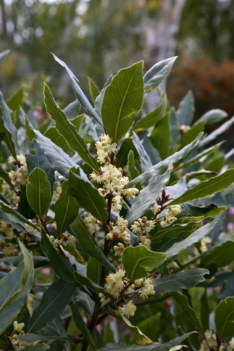 Bay Laurel reference