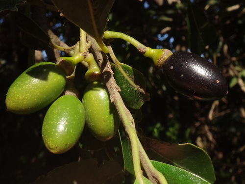 Canary Laurel reference