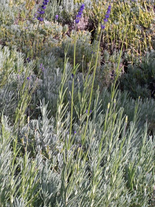English Lavender reference
