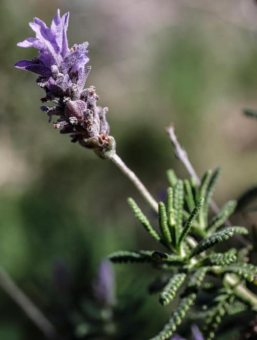 Fringed Lavender reference