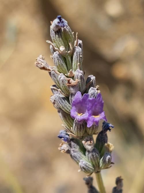 Broadleaved Lavender reference
