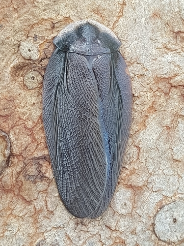 Bark Cockroach reference
