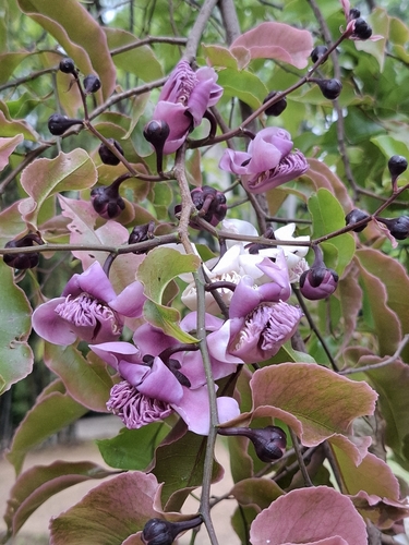Monkey Pot Tree reference