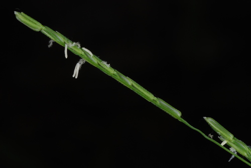 Whitegrass reference