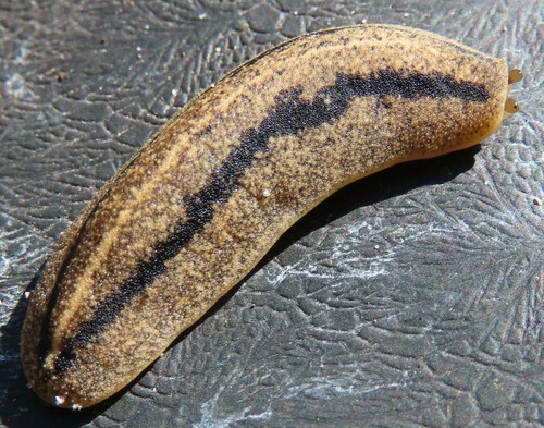 Florida Leatherleaf Slug reference