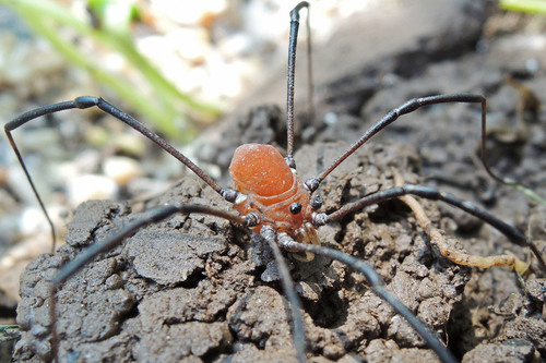 Warty Harvestman reference