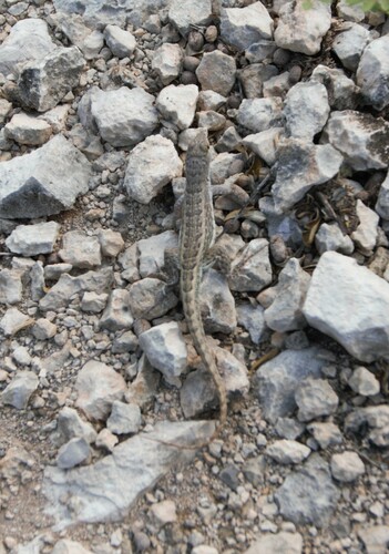 Hispaniolan Curly-tailed Lizard reference