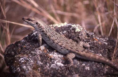 Telfair's Skink reference