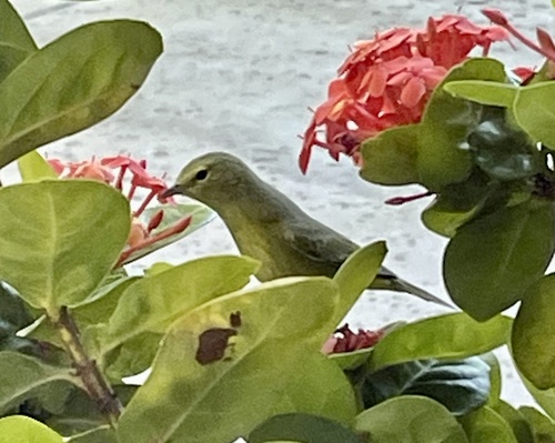 Orange-crowned Warbler reference