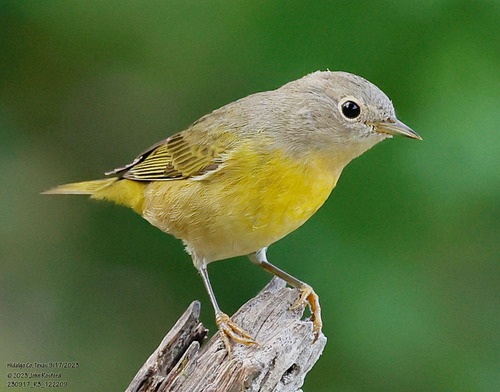 Nashville Warbler reference