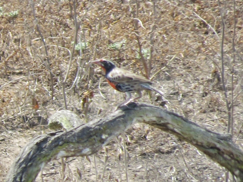 Peruvian Meadowlark reference