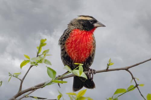 White-browed Meadowlark reference