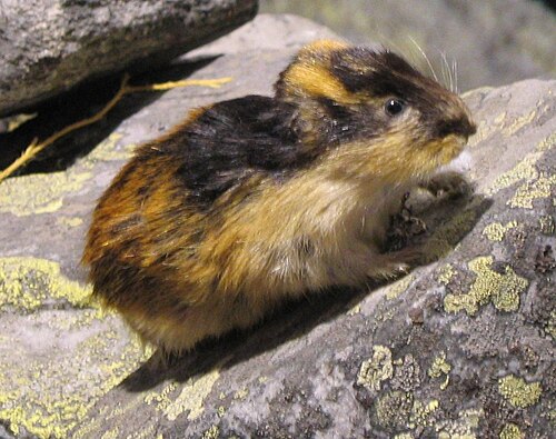 Norway Lemming reference