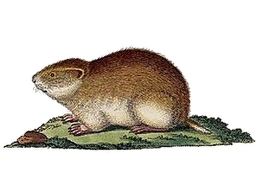 Siberian Brown Lemming reference