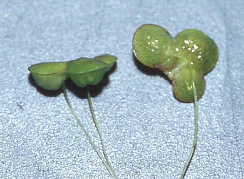 Swollen Duckweed reference