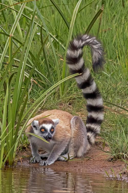 Ring-Tailed Lemur reference