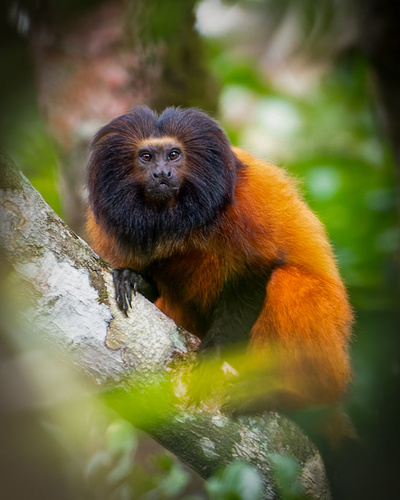 Superagüi Lion Tamarin reference
