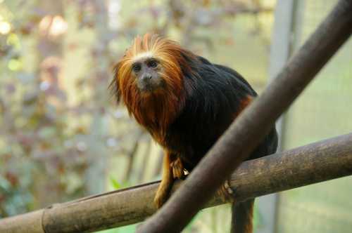 Golden-Headed Lion Tamarin reference