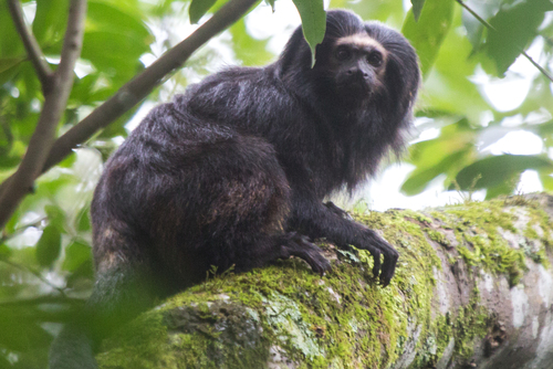 Black Lion Tamarin reference