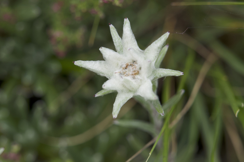Himalayan Edelweiss reference