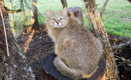 Pampas Cat reference