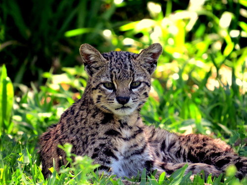 Geoffroy's Cat reference