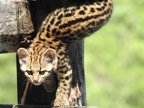 Southern Tiger Cat reference