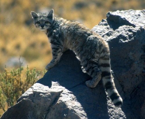 Andean Mountain Cat reference