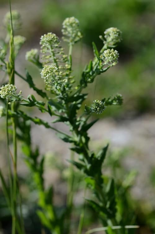 Field Pepperweed reference