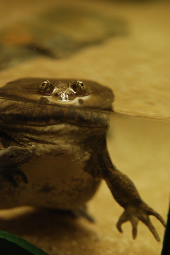 Budgett's Frog reference