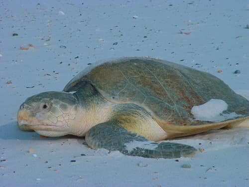 Kemp's Ridley Sea Turtle reference