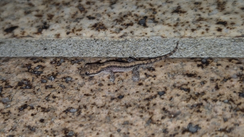 Mourning Gecko reference