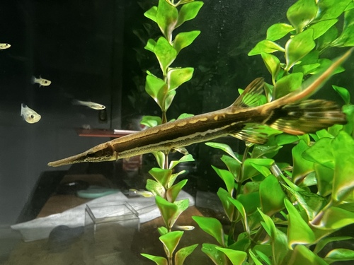 Shortnose Gar reference