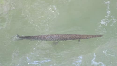 Florida Gar reference