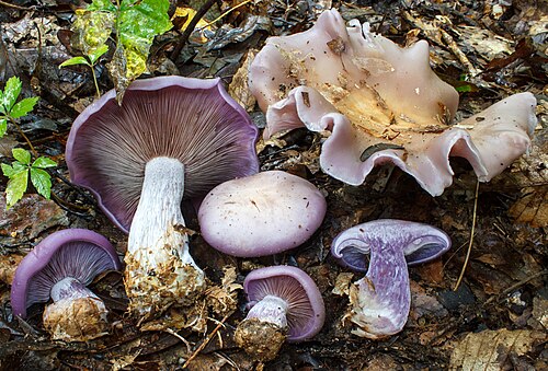Wood Blewit reference