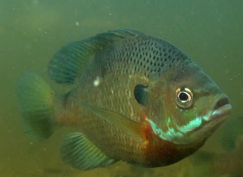 Bluegill reference