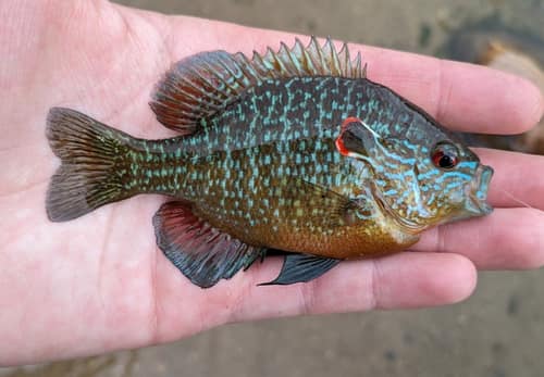 Longear Sunfish reference