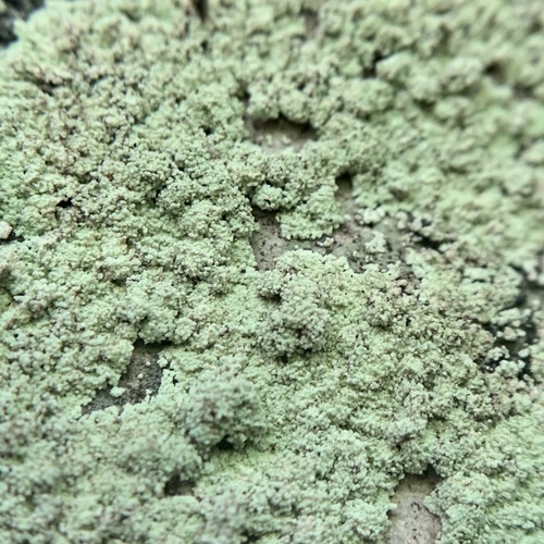 Fluffy Dust Lichen reference