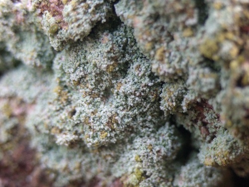 Dust Lichen reference