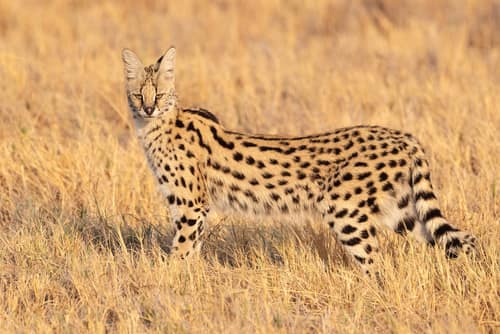Serval reference