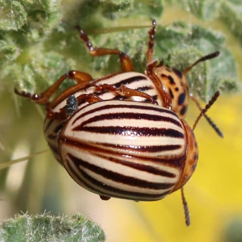 Colorado Potato Beetle reference