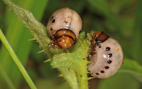 False Potato Beetle reference
