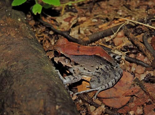 Smoky Jungle Frog reference