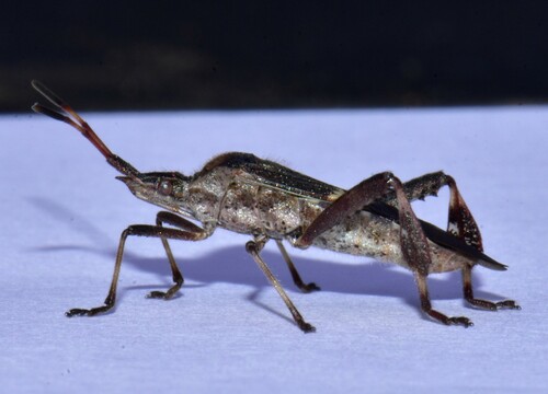 Western Leaf-Footed Bug reference