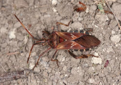 Western Conifer Seed Bug reference