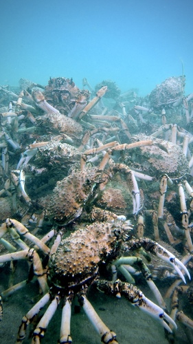 Great Spider Crab reference
